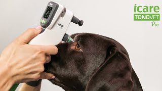 The new premium tonometer iCare TONOVET Pro [upl. by Zamir]