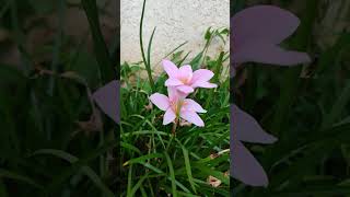 Zephyranthes carinatarose pink lily [upl. by Nnanerak]