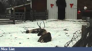 ReindeerCam Live Stream [upl. by Kapor]