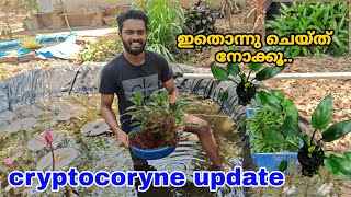 Cryptocoryne എല്ലാം submerse ചെയ്തുട്ടോ  submersed propagation of cryptocoryne varieties [upl. by Adnovad]