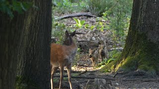 Wilde zwijnen met frislingen en Groep Edelherten  Wild Boars amp Red Deer  Forest on the Veluwe 4k [upl. by Ramsden]