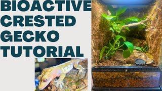 2023 Bioactive Crested Gecko Tutorial [upl. by Pachston]