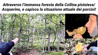 Cosa succede ai porcini Scendono o salgono di quota Avventura fungaiola foresta dell’Acquerino [upl. by Aicilet]