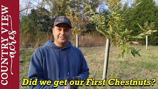 Five years growing Chestnut trees from Seed We just got our First Chestnut Burrs [upl. by Assiled]