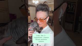 Best Treats for your Sphynx Cat sphynxcats [upl. by Paza]