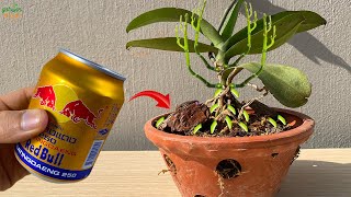 I poured this onto the plant roots Suddenly the orchid sprouted roots 999 times more [upl. by Greysun]