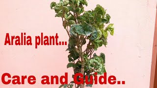 Aralia plant  How to care aralia plant care aralia plant [upl. by Ahsemal]