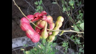 Healthy and Yummy Madras Thorn Fruits  Pithecellobium dulce [upl. by Agathy]