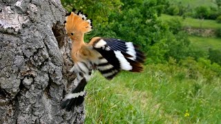 Nesting birds – Eurasian hoopoe Upupa epops [upl. by Damara232]