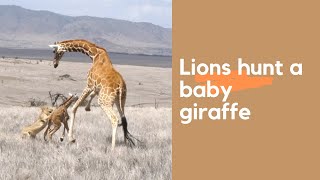 Lions hunt and kill a baby giraffe [upl. by Rohpotsirhc]