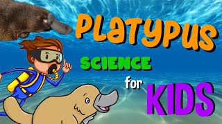 Platypus  Science for Kids [upl. by Dahraf]