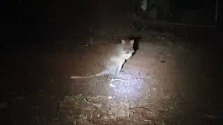 Cute Rufous bettong [upl. by Arinaj819]