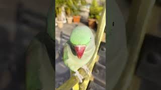 Sweetu 🦜 Crippling parrot instaparrot birds mummy Shorts nature new funnyparrot [upl. by Pascal63]