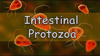 Quiz  Intestinal amp Urogenital Protozoa infections [upl. by Agatha998]