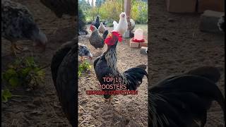 Top 10 Competition of the crowing roosters from tiny Serama to big Sumatra chicken chickenbreeds [upl. by Haidedej86]