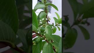 Guava  Epigynous flower inferior ovary berry fruit amp opposite decussate leaf arrangement [upl. by Etnor]