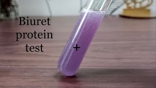 How to test presence of protein  Biuret protein test BSc practical  Science practical [upl. by Piane]