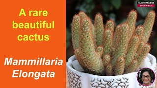 A rare beautiful cactus Mammillaria Elongata [upl. by Titania]