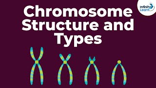 Genetics  Chromosome Structure and Types  Lesson 18  Dont Memorise [upl. by Ruthven]