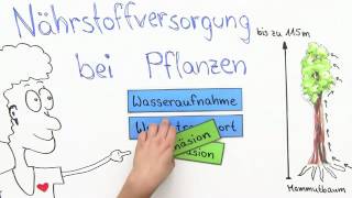 Nährstoffversorgung bei Pflanzen – Kohäsion und Adhäsion  Biologie  Stoffwechselbiologie [upl. by Akemal120]