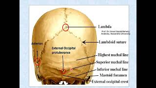 Norma occipitalis of the skull [upl. by Estelle]