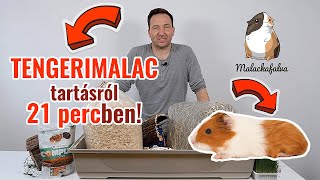 Tengerimalac tartása  Tengerimalacok gondozása etetése  wwwmalackafalvahu [upl. by Merlina]