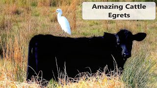 Cattle Egrets Amazing Story [upl. by Dolly]