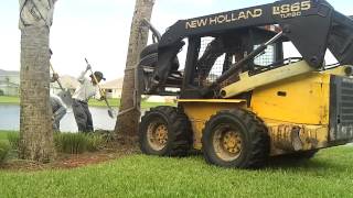 Skid Steer Removing Palm Tree [upl. by Linea]