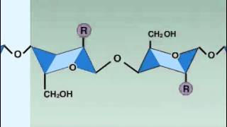 lysozyme enzyme [upl. by Suraved862]