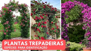 10 ESPÉCIES DE PLANTAS TREPADEIRAS PARA IDENTIFICAÇÃO [upl. by Vida]