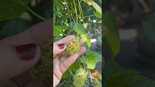 Is This ediblewhat kind of vine is this plants wildplant fruit wildfruit exoticfruitplant [upl. by Ulises]