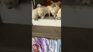 Lacey’s puppies are learning the steps goldenretriever livingstongoldens goldenretrieverpuppy [upl. by Marder]