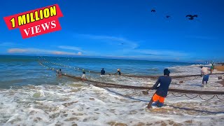 Amazing Beach Seine Net Fishing  Hundred Of Fish Catching In Sea [upl. by Yht418]