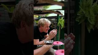 6Gordons great escapegordonramsay malaysia shorts cooking food shortvideo trending video [upl. by Thormora]