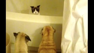 Moonunit the Cat vs Two PugsWho will win this bathtub battle [upl. by Winwaloe]