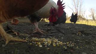 Chickens Eating in slowmotion [upl. by Huebner874]