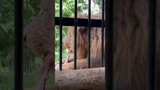 Lion food time  majestic shortsvideo short lion [upl. by Minier]