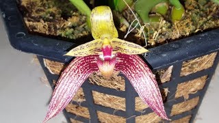 Bulbophyllum sagarik lobbii x frostii [upl. by Nilrem]