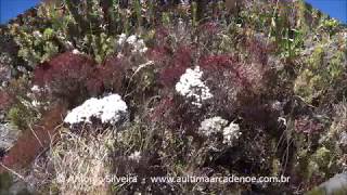 Campos rupestres da Pedra da Mina Serra da MantiqueiraBR 1 8 2017 Antonio Silveira [upl. by Dorene]