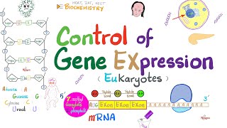 Control of Gene Expression  Transcription Factors Enhancers Promotor Acetylation vs Methylation [upl. by Ezaria]