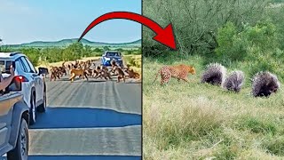 Third Angle of Famous LeopardBaboon Brawl and Same Leopard Hunting 3 Porcupines the Very Next Day [upl. by Padegs]