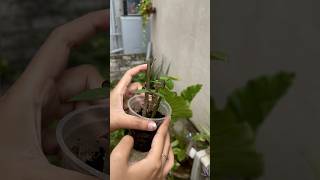 How to Propagate Rose Cuttings🌹🌱  Ab Videos kyun nahi Banati 😱❌ youtubeshorts rosecutting [upl. by Kali]