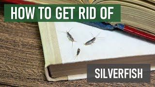 How to Get Rid of Silverfish 4 Easy Steps [upl. by Vinson]