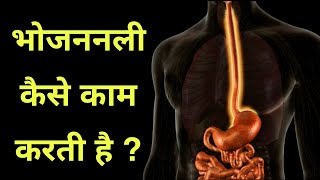 भोजन नली कैसे काम करता हैं  digestive system 2  working of esophagus in hindi [upl. by Adnirolc]