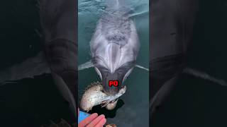 DELFIN PROSIŁ GO O POMOC🐬😱🤯 [upl. by Cung]