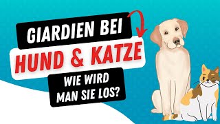 Giardien bei Hund amp Katze – was tun und wie wird man sie los [upl. by Siuqcram277]