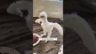 The man rescue baby eagle 🦅 ll eagle ki kindness 😀 animals eagles zoo shortsfeed [upl. by Pitchford]