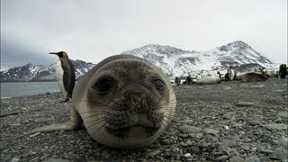 Friendliest seals ever  Antarctica Ep2 [upl. by Eaner]