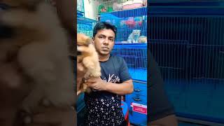 culture Pomeranian pappy dog price in Bangladesh pretty birds Katabon Dhaka shop 23 [upl. by Penn]