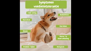 Allergietest hond voedselintolerantie [upl. by Bum959]